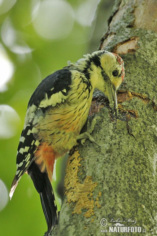 Dendrocopos leucotos