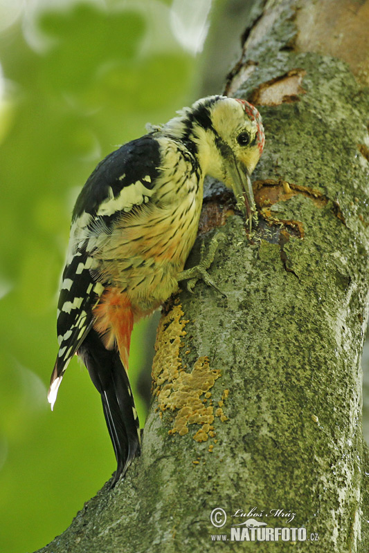 Dendrocopos leucotos