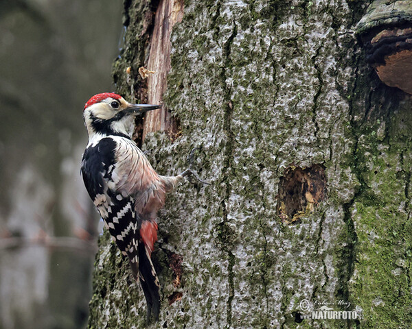 Dendrocopos leucotos