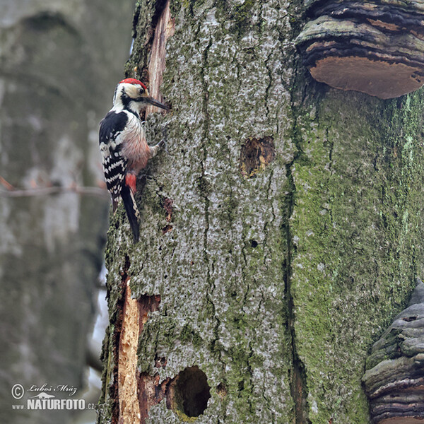 Dendrocopos leucotos
