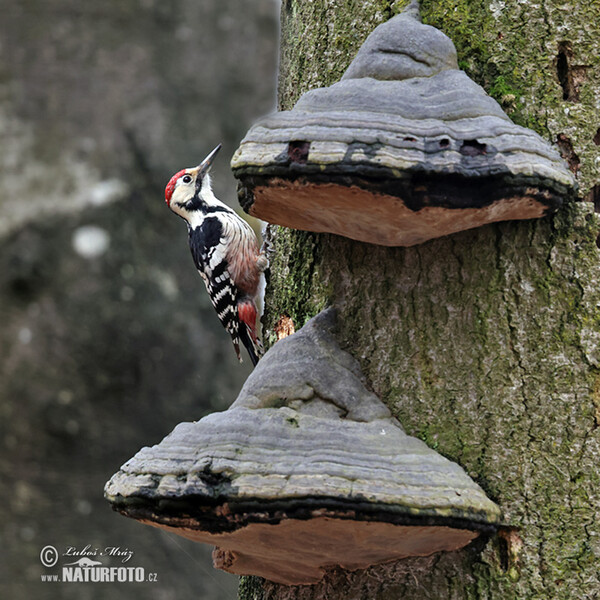 Dendrocopos leucotos
