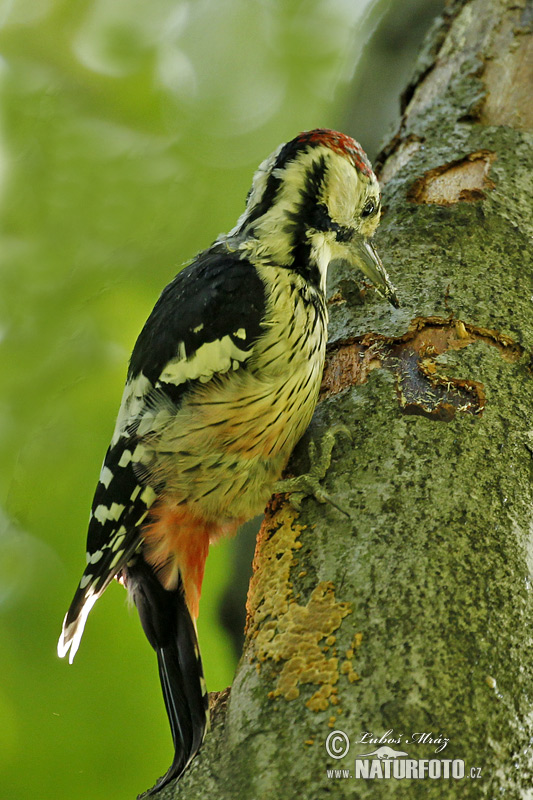 Dendrocopos leucotos