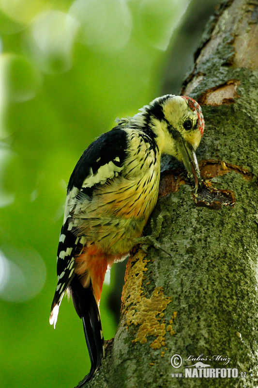 Dendrocopos leucotos