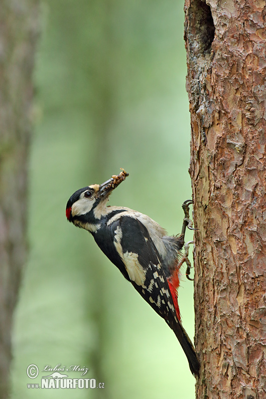 Dendrocopos major