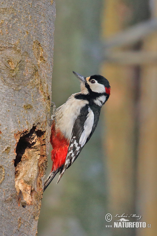 Dendrocopos major