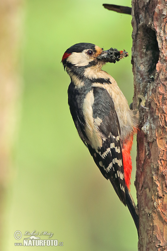 Dendrocopos major