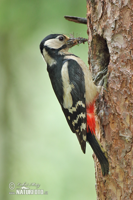 Dendrocopos major