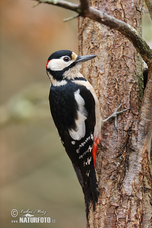 Dendrocopos major