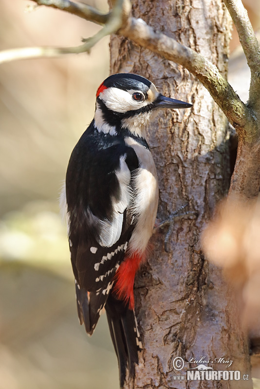 Dendrocopos major