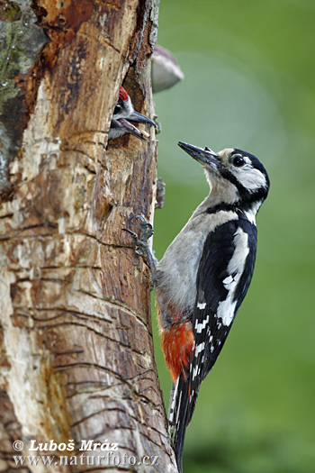 Dendrocopos major