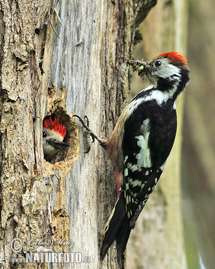 Dendrocopos medius