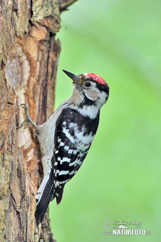 Dendrocopos minor