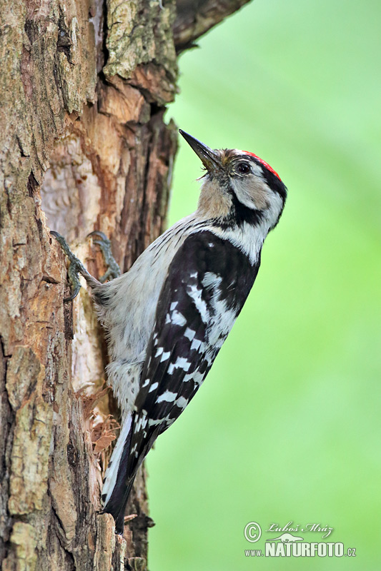 Dendrocopos minor