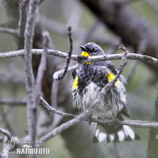 Dendroica coronata