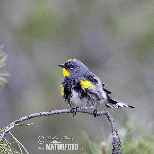 Dendroica coronata