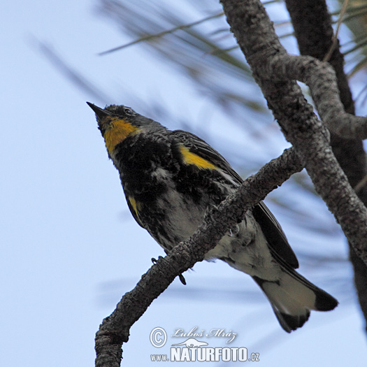 Dendroica coronata