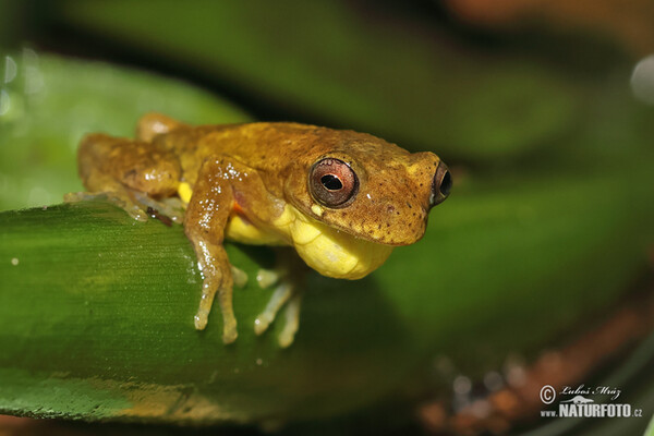 Dendropsophus carnifex