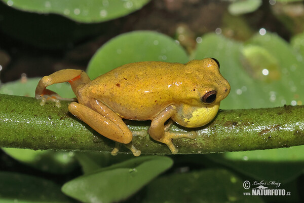 Dendropsophus carnifex