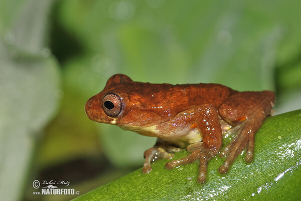 Dendropsophus carnifex