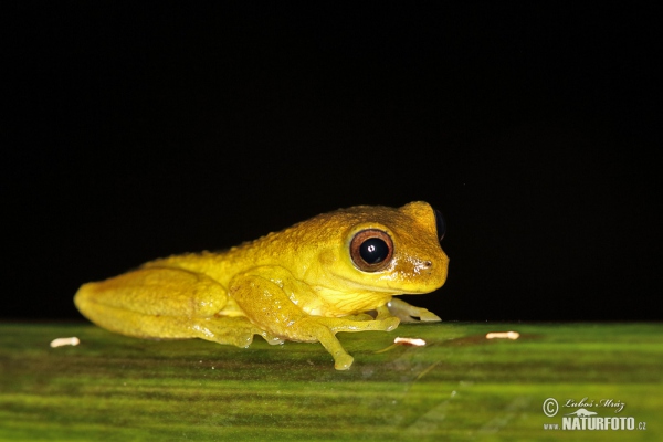 Dendropsophus carnifex