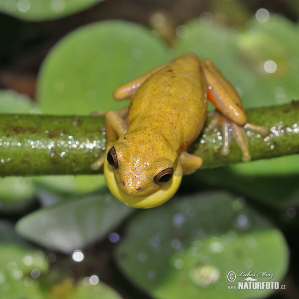 Dendropsophus carnifex