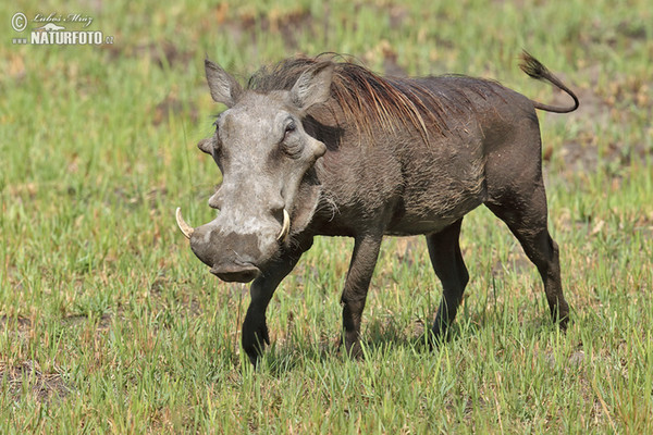 Desert Warthog (Phacochoerus africanus)