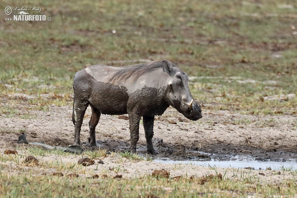 Desert Warthog (Phacochoerus africanus)