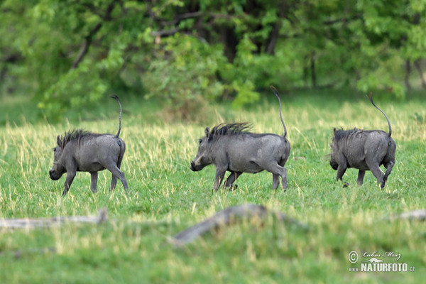 Desert Warthog (Phacochoerus africanus)