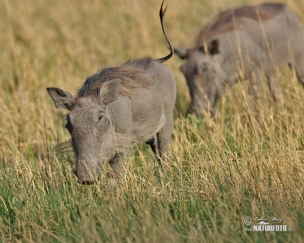 Desert Warthog (Phacochoerus africanus)