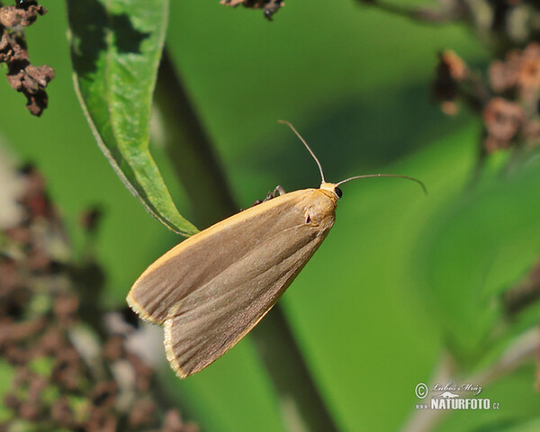 Dingy footman (Eilema griseola)