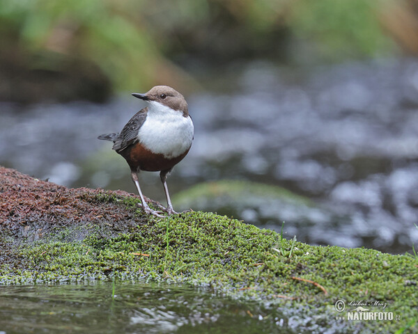 Dipper (Cinclus cinclus)