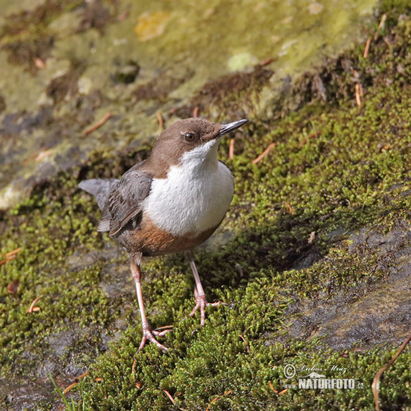 Dipper (Cinclus cinclus)