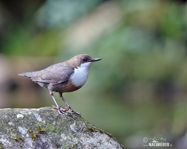 Dipper (Cinclus cinclus)