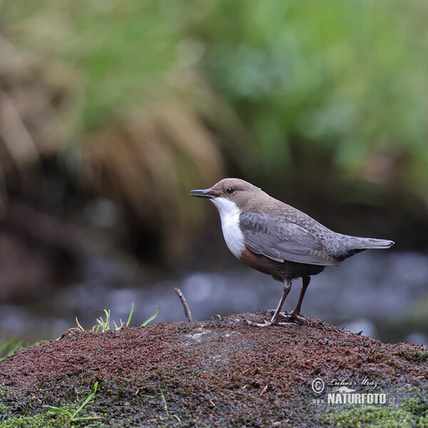 Dipper (Cinclus cinclus)