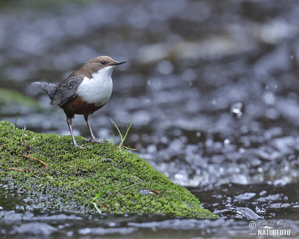 Dipper (Cinclus cinclus)