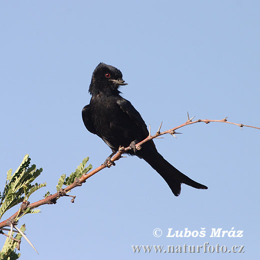 Drongo Codaforcuta