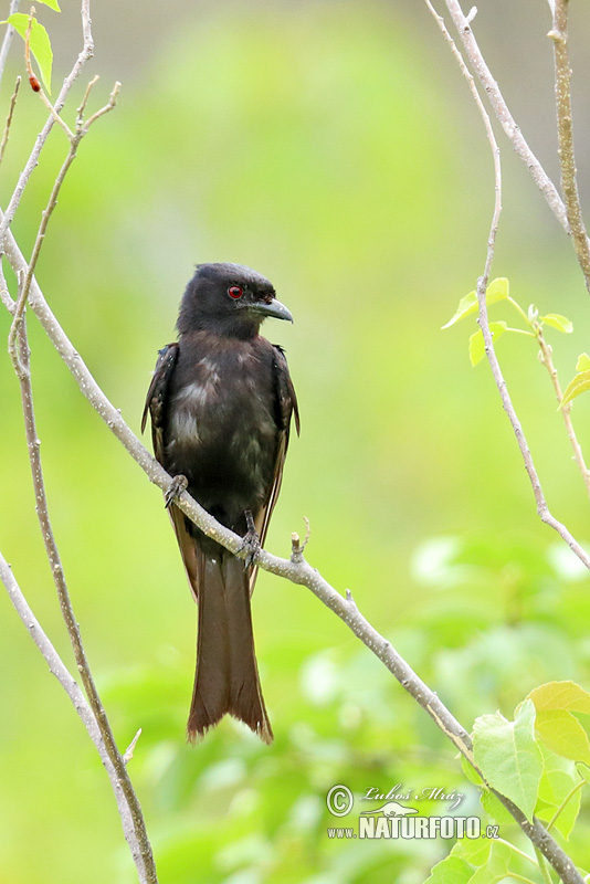 Drongo Horquillado