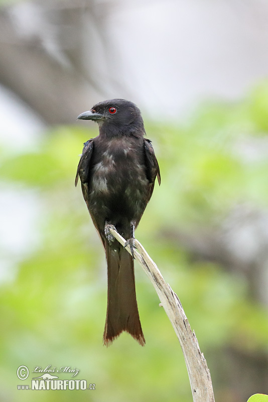 Drongo Horquillado