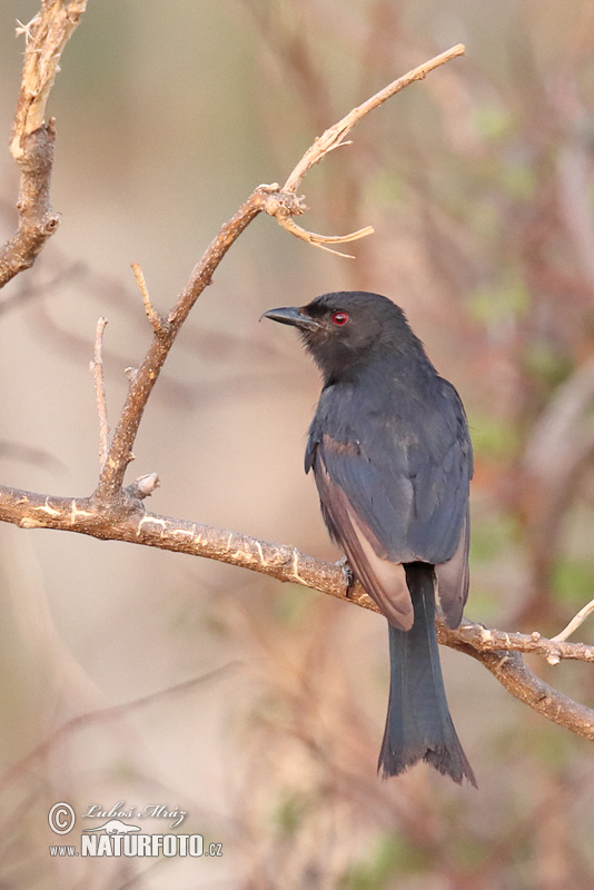 Drongo Horquillado