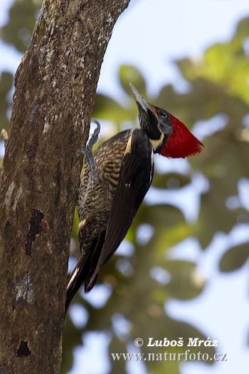 Dryocopus lineatus