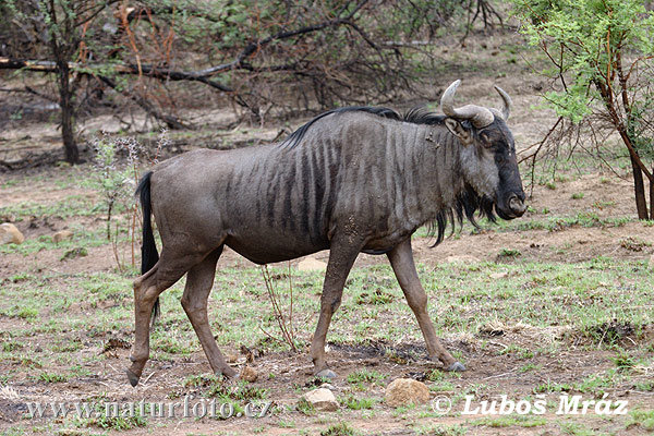 Dryžuotoji gnu