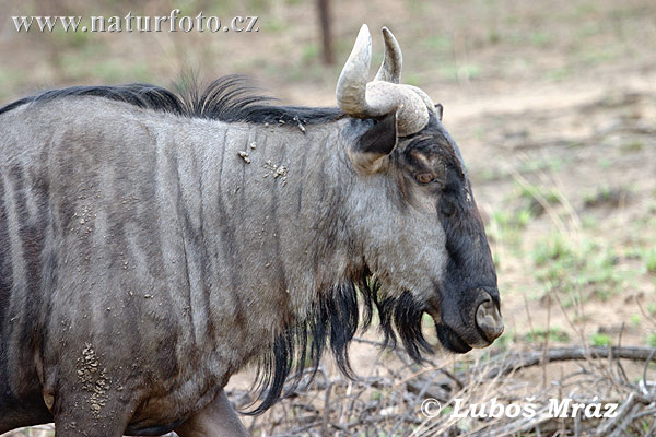 Dryžuotoji gnu