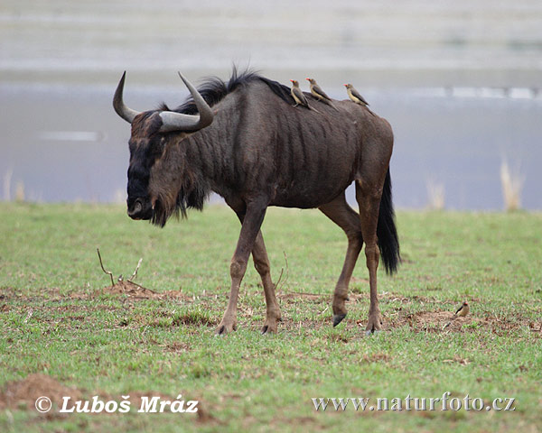 Dryžuotoji gnu