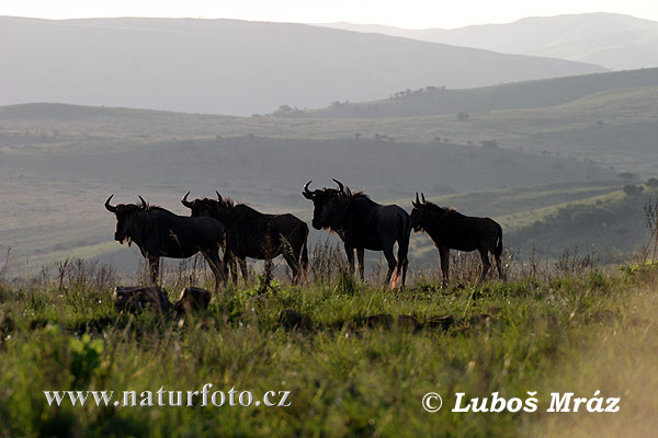 Dryžuotoji gnu