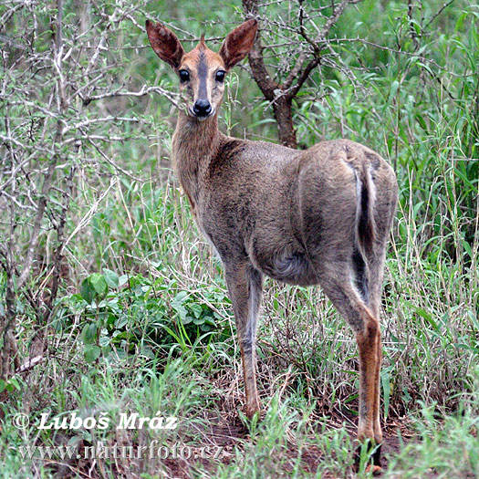 Duiker