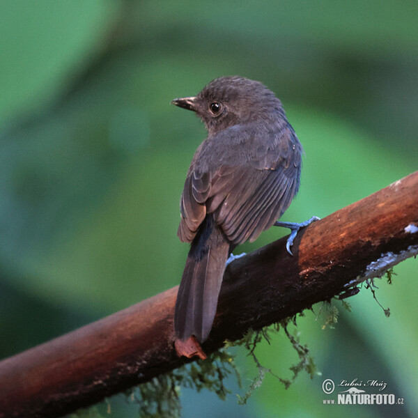 Dusky-throated Antshrike (Thamnomanes ardesiacus)