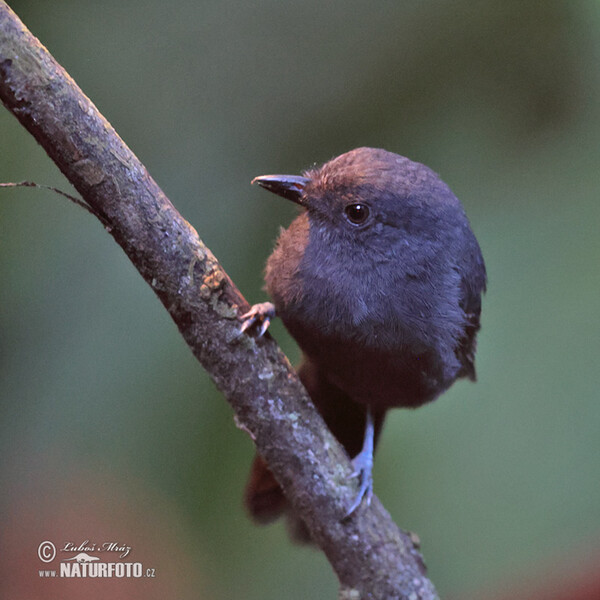 Dusky-throated Antshrike (Thamnomanes ardesiacus)