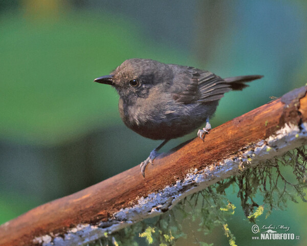 Dusky-throated Antshrike (Thamnomanes ardesiacus)