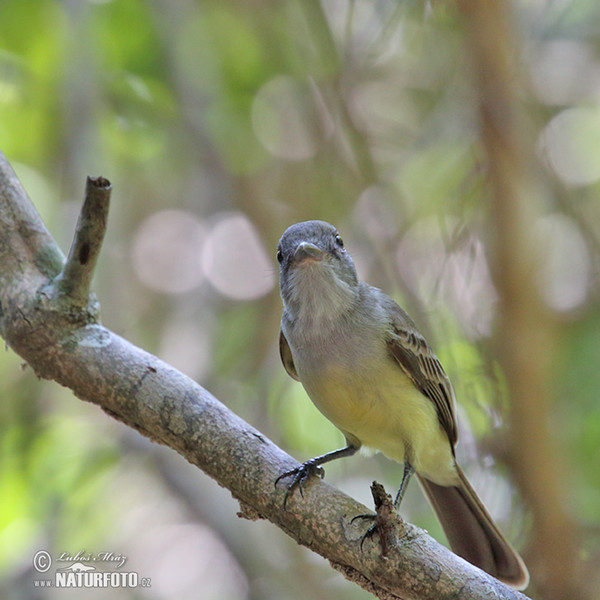 Dusky- capped Flycatcher (Myiarchus tuberculifer)