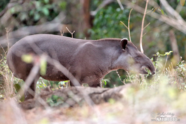 Düzənlik tapiri